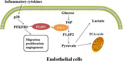 Pathogenic role of PFKFB3 in endothelial inflammatory diseases